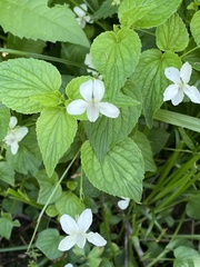 Viola