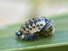 Coccinellidae