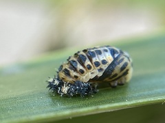 Coccinellidae