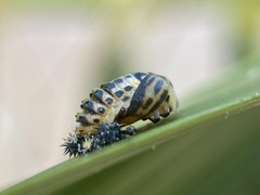 Coccinellidae