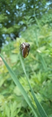 Centrotus