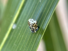 Coccinellidae