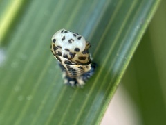 Coccinellidae