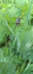 Centrotus