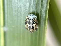 Coccinellidae