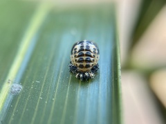 Coccinellidae