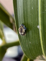 Coccinellidae