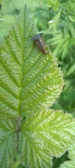 Centrotus
