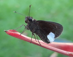 Cobalus virbius
