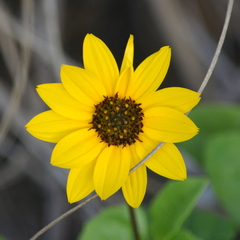 Helianthus debilis