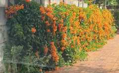 Pyrostegia