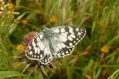 Melanargia russiae