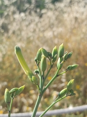 Nicotiana glauca