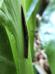 Prophysaon vanattae