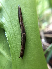 Prophysaon vanattae