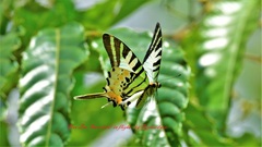 Graphium antiphates itamputi