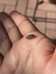 Venezillo stuckchensis