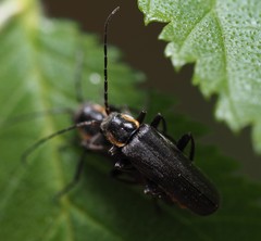 Cantharis obscura
