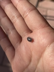 Venezillo stuckchensis