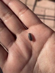 Venezillo stuckchensis