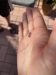 Venezillo stuckchensis