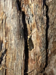 Hoplostega ochroma