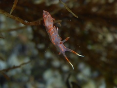 Austraeolis stearnsi