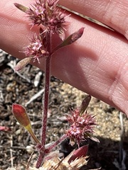 Chorizanthe cuspidata cuspidata