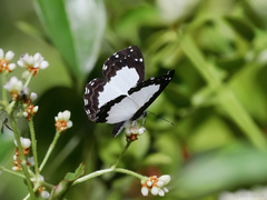 Stiboges nymphidia