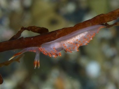 Austraeolis stearnsi