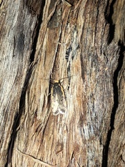 Hoplostega ochroma