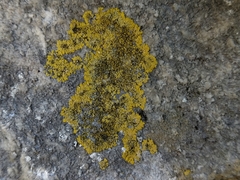 Candelariella medians