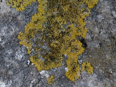 Candelariella medians