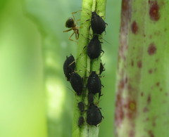 Aphis rumicis