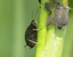 Aphis rumicis