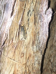 Hoplostega ochroma