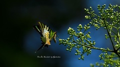 Graphium antiphates itamputi