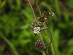 Bombylius fimbriatus