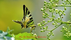 Graphium antiphates itamputi