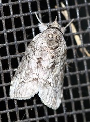 Nycteola polycyma