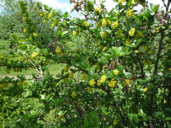 Berberis koreana