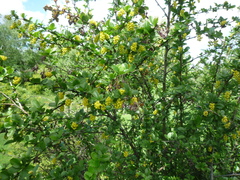 Berberis koreana