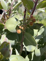 Arctostaphylos canescens sonomensis