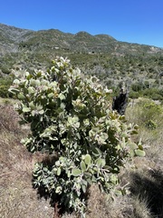 Arctostaphylos canescens sonomensis