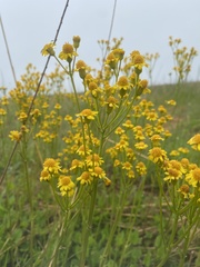 Packera schweinitziana