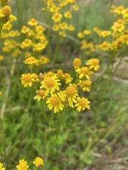 Packera schweinitziana