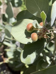 Arctostaphylos canescens sonomensis