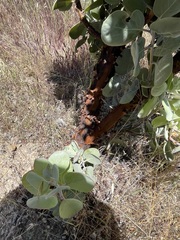 Arctostaphylos canescens sonomensis