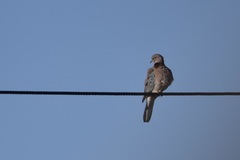 Streptopelia senegalensis