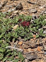 Ceanothus prostratus occidentalis